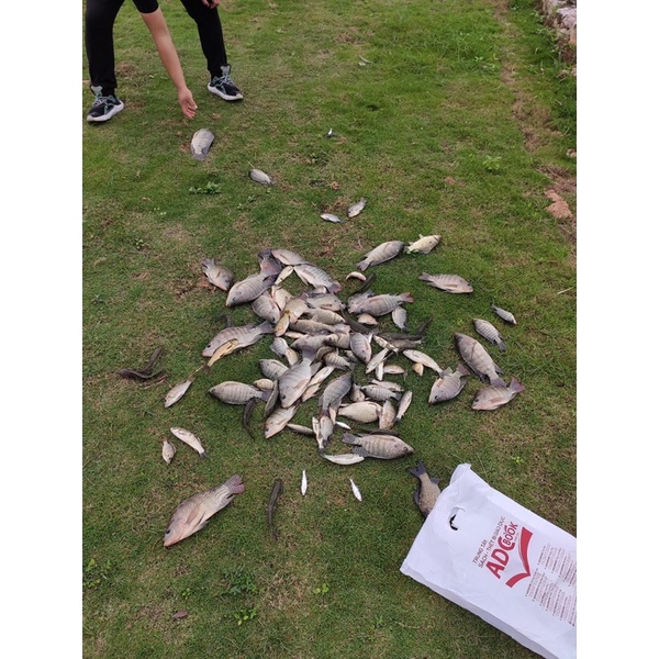 Mồi câu TIẾN LUFFY gói 1kg