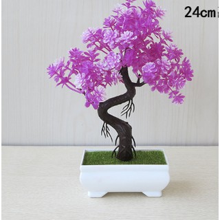 Chậu hoa bonsai phú quý để bàn