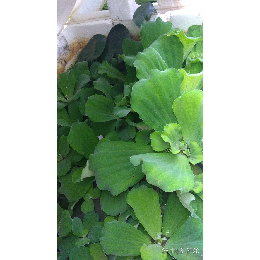 Bèo cái - Cây thủy sinh