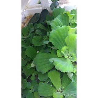 Bèo cái - Cây thủy sinh (1 gói 5 gốc)