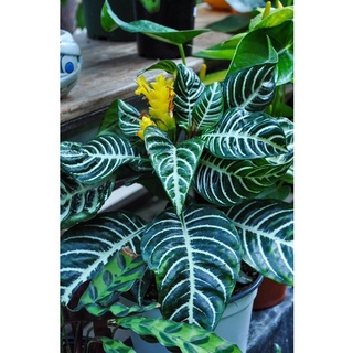 <GIÁ RẺ> Chậu Lá "Ngựa Vằn"- Zebra plant"