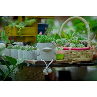 Chậu xi măng hình thú có chân