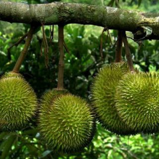 Sầu Riêng RI6