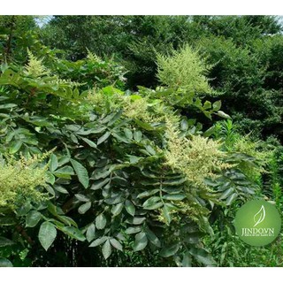 Cây muối (1kg) - OLF188