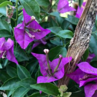 Cây giấy vạn hoa lầu