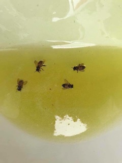 MẬT ONG BẠC HÀ CHUẨN RỪNG