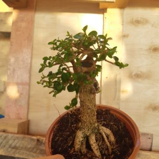 Sam hương mini