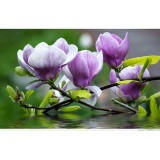 [LIS]Hạt Giống Hoa Mộc Lan 5 hạt