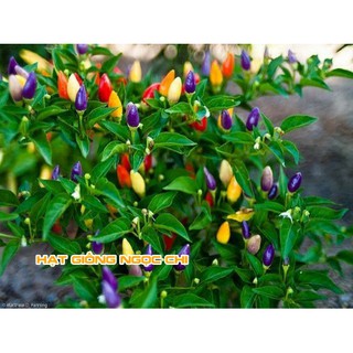 Hạt Giống Ớt Ngũ Sắc (Cây Ớt Cảnh Ăn Được) - 30 Hạt