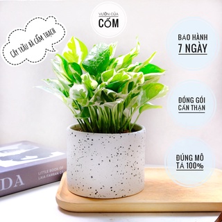 Cây trầu bà cẩm thạch để bàn kèm chậu sứ trắng , cây mang ý nghĩa phong thủy và thanh lọc không khí tốt .