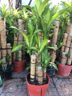 Cây phát tài khúc,thiết mộc Lan