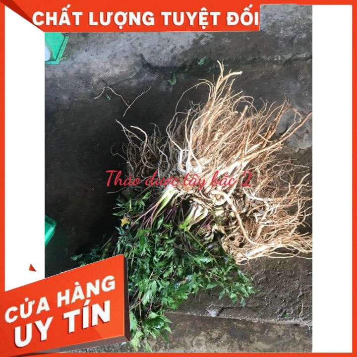 Sâm Dương Quy Tươi  Sìn Hồ 1KG - Lai Châu,Sâm tự nhiên