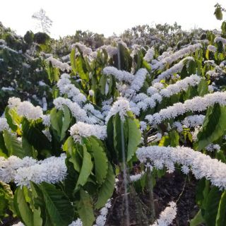 Cà phê ROBUSTA nguyên chất hảo hạng