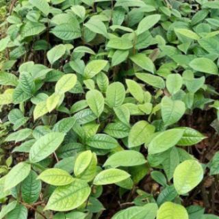 Cây giống trà hoa vàng