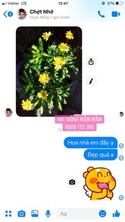 Hạt giống hoa cúc thân gỗ 50k/500 hạt
