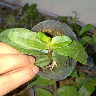 Phi điệp nù tam bố lá xếp lá nhựa