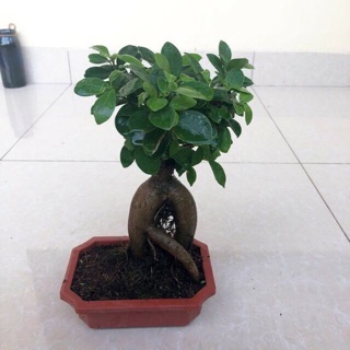 Cây đa nhân sâm