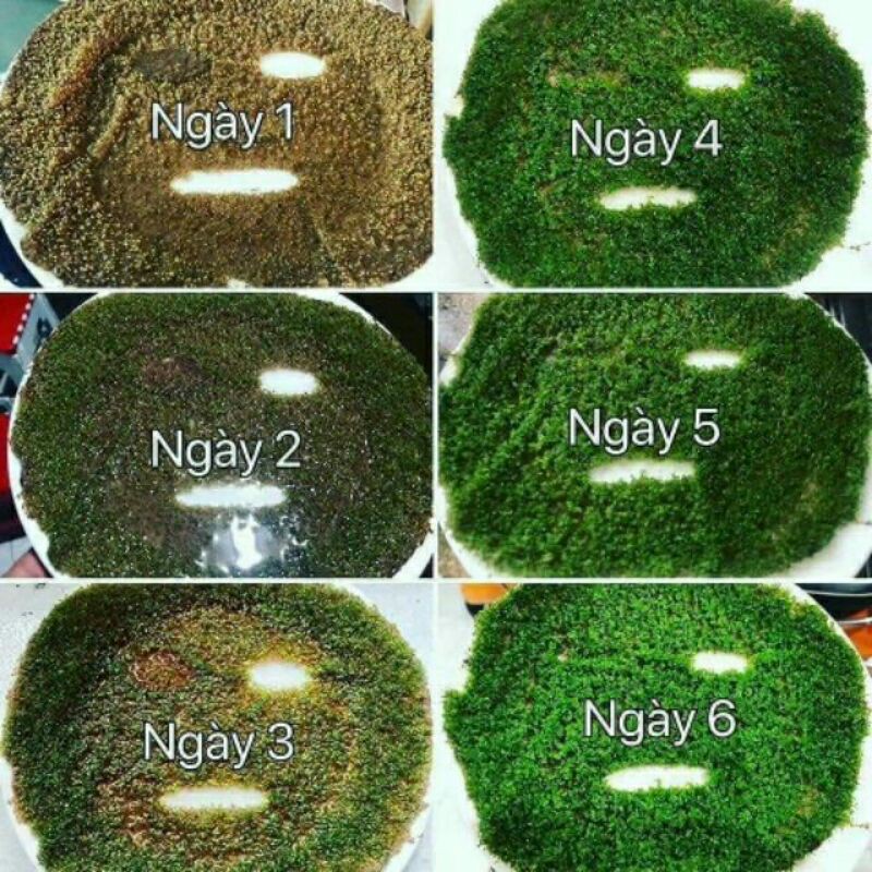 NGŨ HOA HẠT DẠNG MIẾNG SẴN