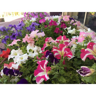 Shop 1K - Gói 100 hạt hoa yến thảo rủ petunia - Tặng thuốc kích hạt nảy mầm nhanh chóng + Hướng dương siêu Lùn