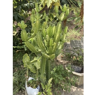 xương rồng ông 1kg loại có rễ để trồng