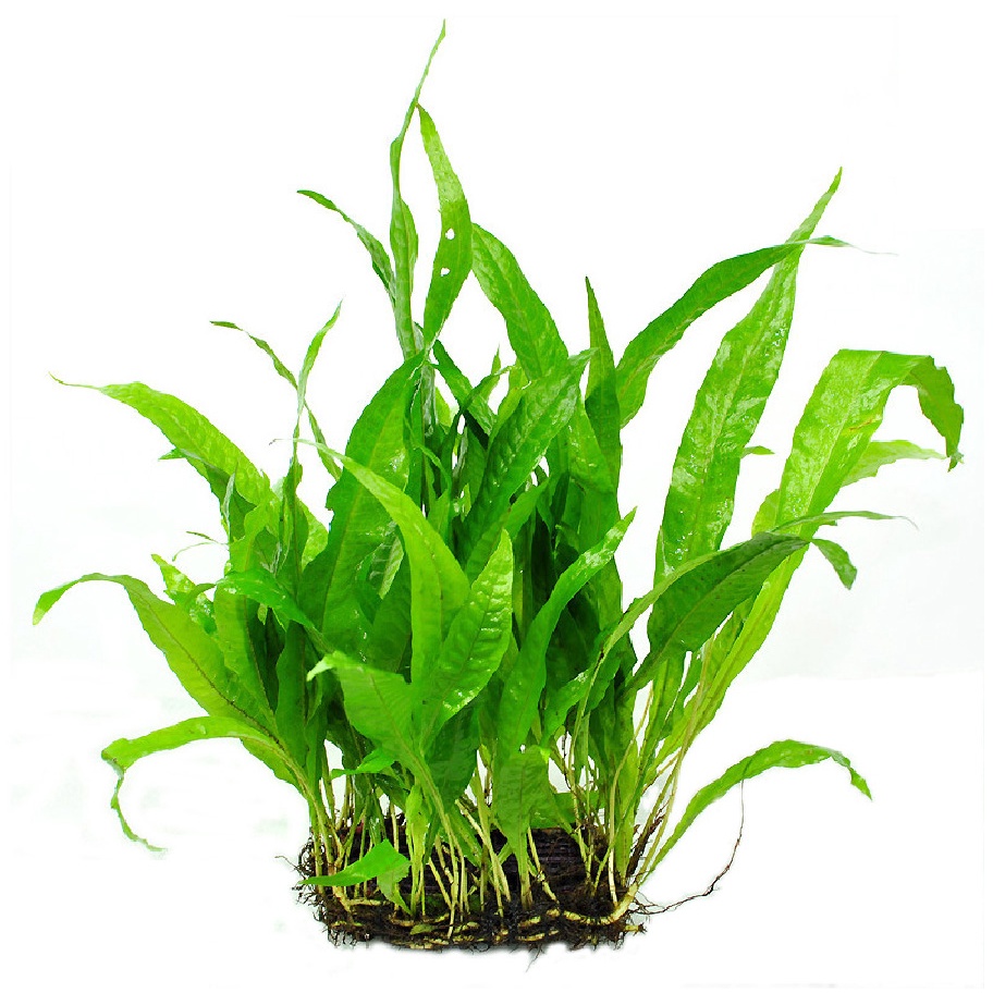 Cây Dương xỉ java thủy sinh / bán cạn loại lớn dài 20-40cm cây thủy sinh hậu cảnh