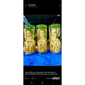 Đinh lăng điêu khắc, tam đa 25l