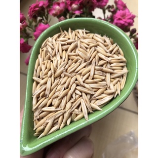 Hạt Yến mạch nguyên vỏ cho chim vẹt, hamster- gói 500gr