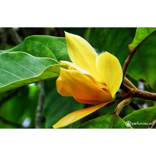 Bầu cây giống cây ngọc lan hoa vàng