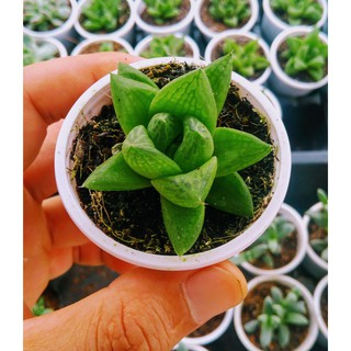 Sen đá ngọc lá lớn