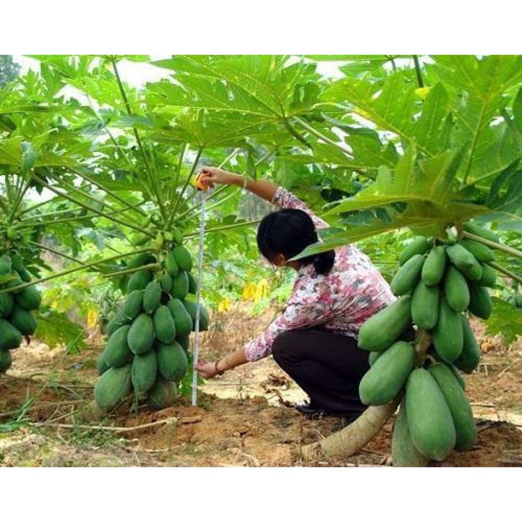 Hạt giống đu đủ lùn Thái Lan ruột gấc  siêu quả 10 hạt/gói