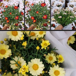 Hoa Cúc Họa Mi Mix