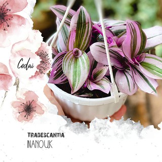 Cây Tradescantia Nanouk (Thài Lài Hồng Nanouk, Thài Lài Đột Biến) chậu nhựa treo