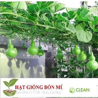 Hạt Giống Bầu Hồ Lô - Mini Siêu Kute 5 HẠT