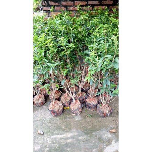 Cây mộc hương, cây mộc,  quế hoa cao 1m