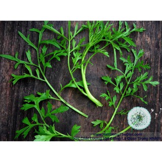 10g Hạt Giống Rau Cải Xoong