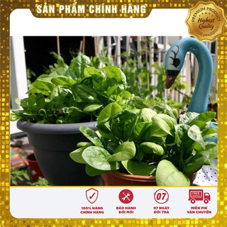Hạt giống Rau Chân Vịt ( Cải Bó Xôi) 20 gram 3000-4000 hạt