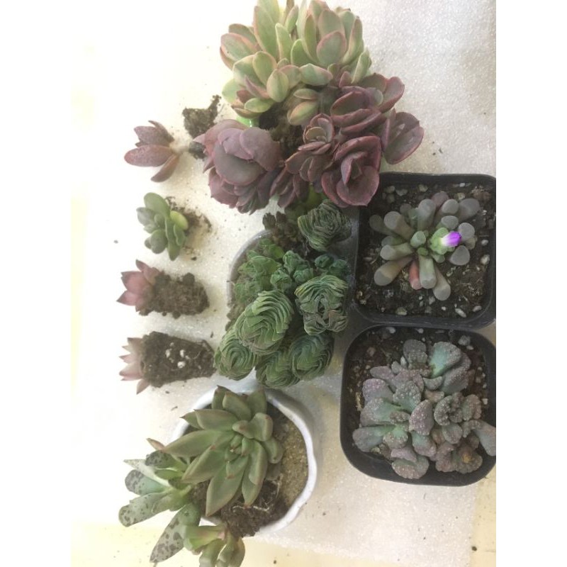 Tổng hợp Sen đá đỏ, frithia, lá sần titanci, hỏa đế, crassula