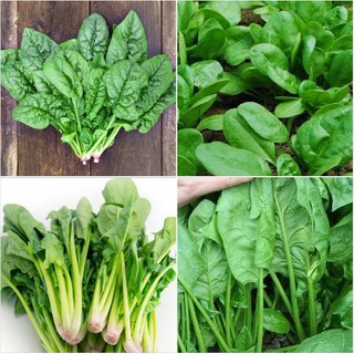 20Gr Hạt giống rau cải bó xôi chịu nhiệt F1i