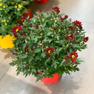 Cúc pico Đà Lạt