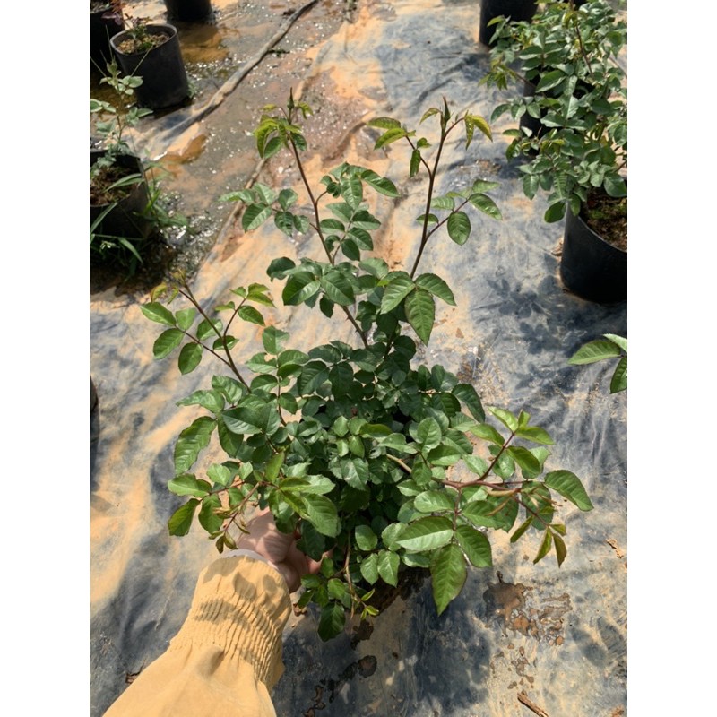 Cây hoa hồng leo KATE màu hồng tím - cây nguyên chậu cao 50-60cm. thienan22916