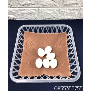 COMBO 10 quả Trứng bồ câu giả lỏng ,đặc