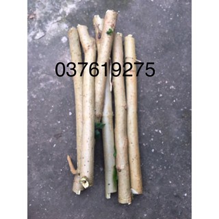 cành dâu tằm tươi(7 cành or 9 cành)