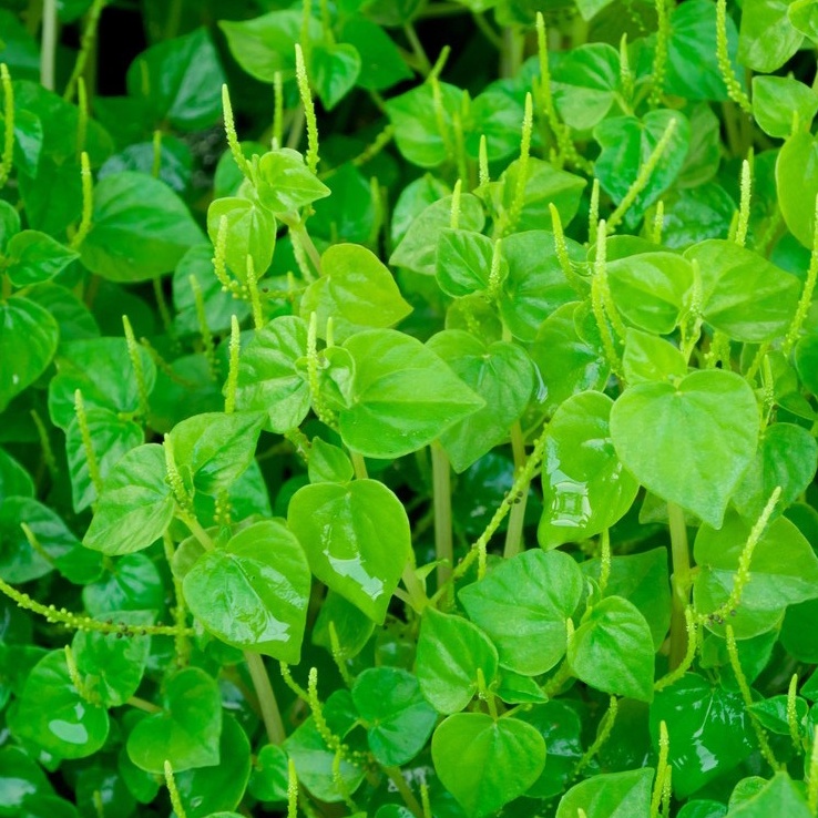 Hạt Giống Rau Càng Cua - Rau Tiến Vua Giòn Sần Sật