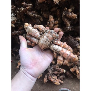 nghệ tươi ban mê