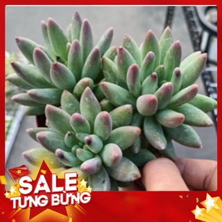 Sen đá kim cương tím 3 đầu🍏 |freeship| 🔥 xứ nóng, đã thuần khí hậu, khoẻ đẹp 🍏 lỗi 1 đổi 1