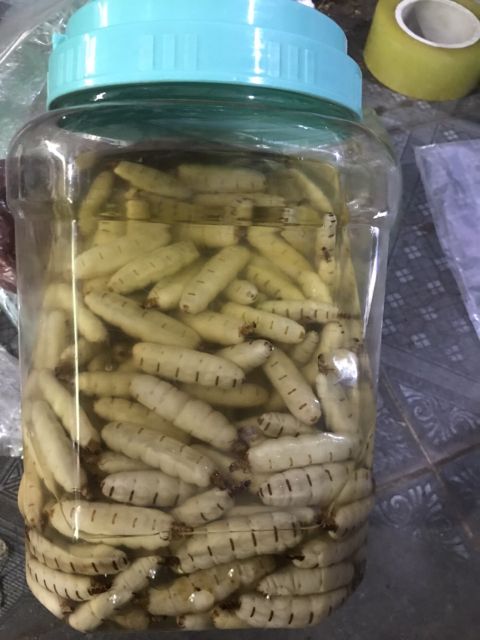 Mối Chúa (Size Đại 10 Con)