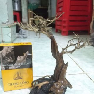 Lũa bonsai thủy sinh