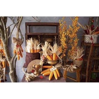 Trái bắp khô,ngô khô trang trí , decor Tết