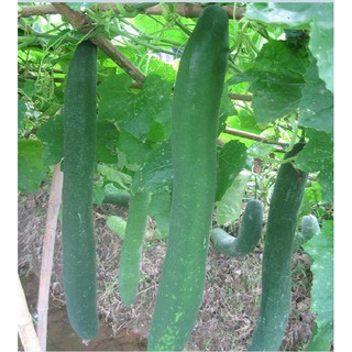 20 Hạt giống bí xanh dài ( bí sặt ) (Kèm kích thích hạt nảy mầm)