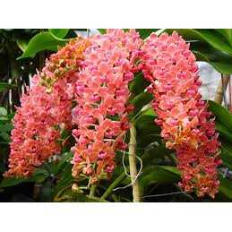 Lan ngọc điểm cây 4 năm